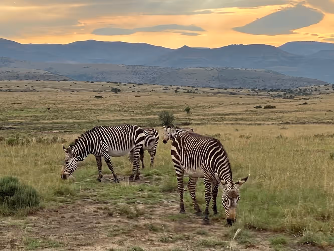 Mountain Zebra National Park gallery 7
