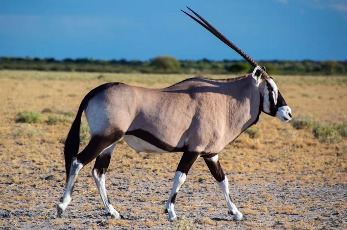 Central Kalahari Game Reserve