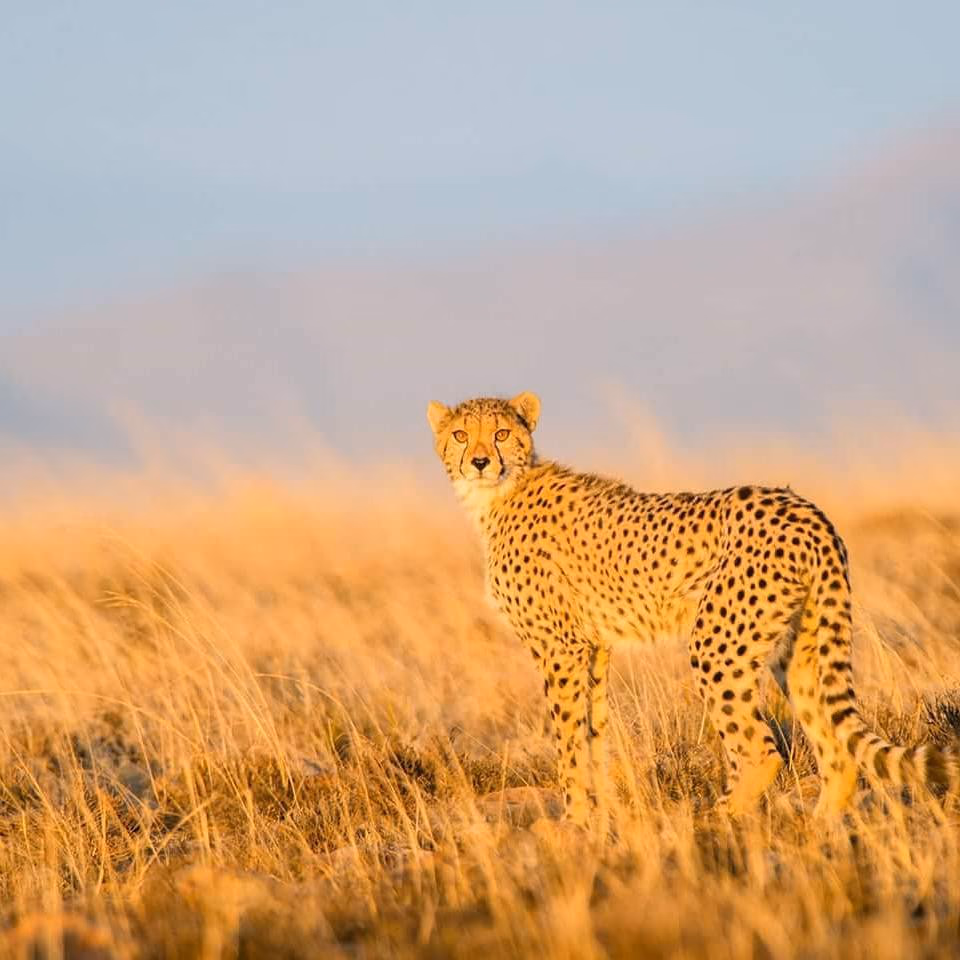 Mountain Zebra National Park