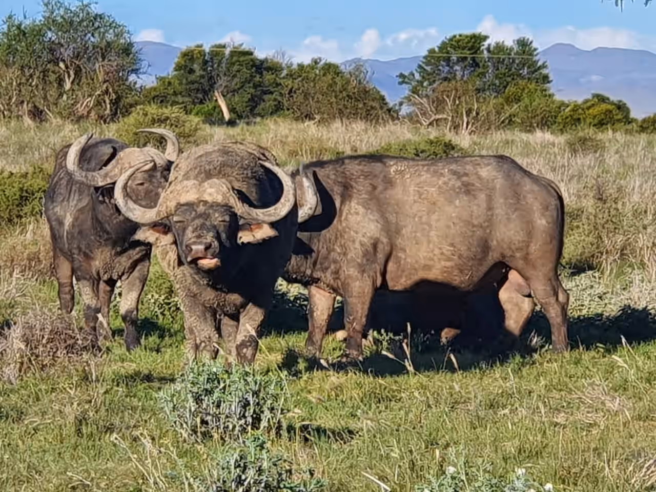 Mountain Zebra National Park gallery 1