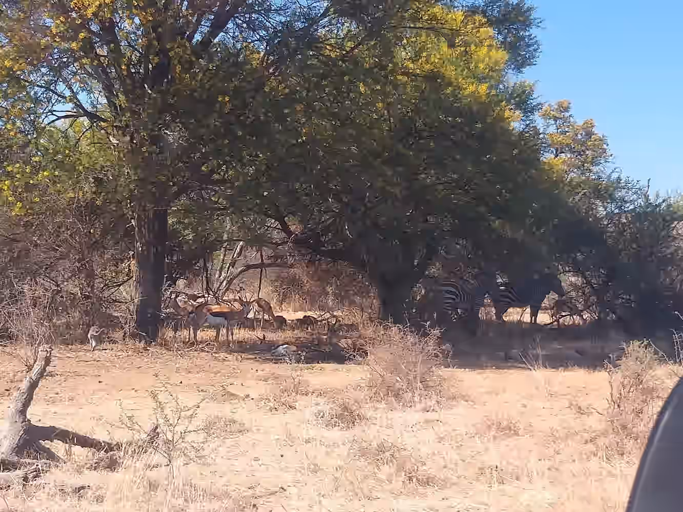 Mountain Zebra National Park gallery 6