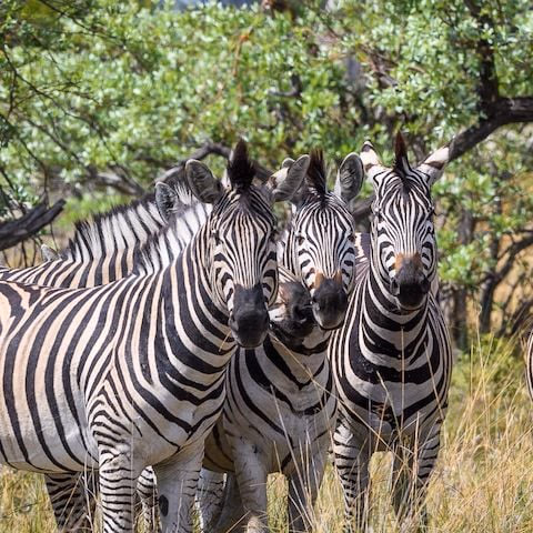Linyanti Wildlife Reserve gallery 1