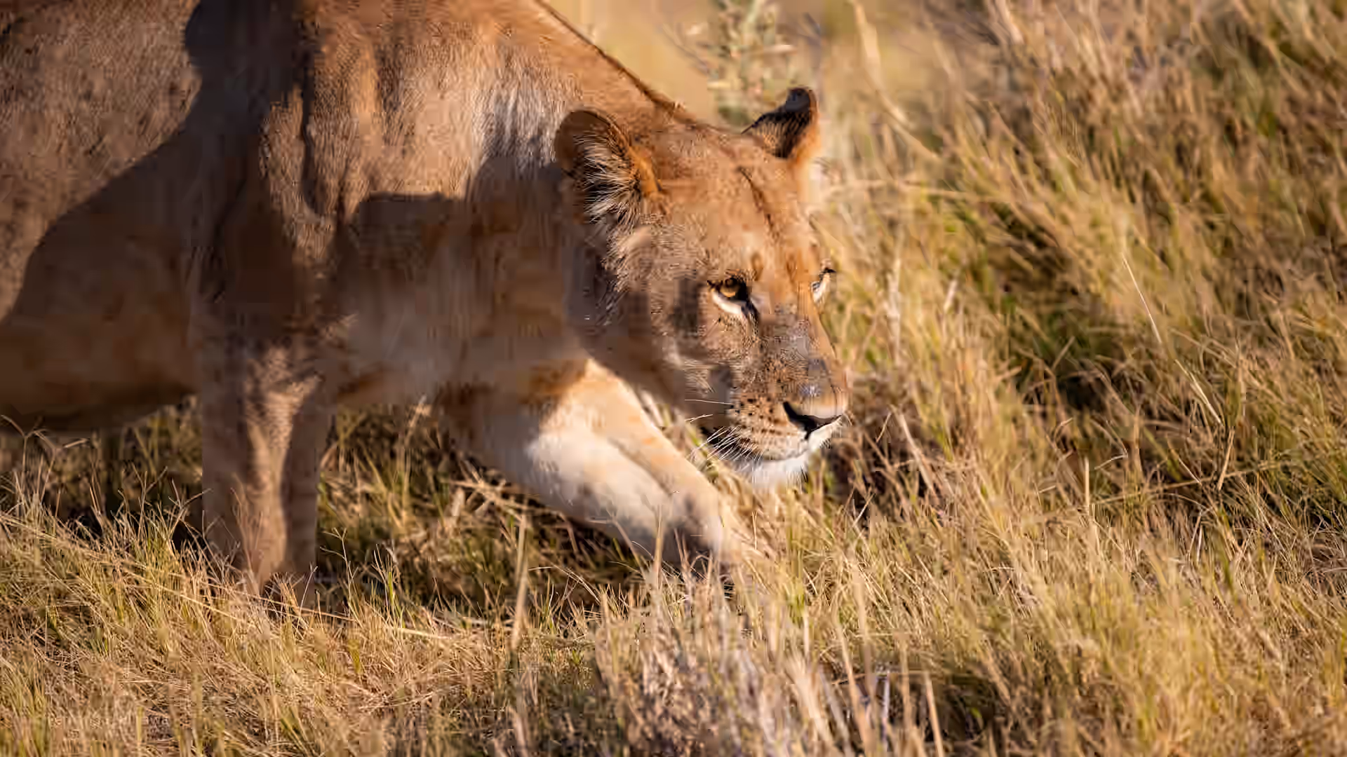 Linyanti Wildlife Reserve gallery 0