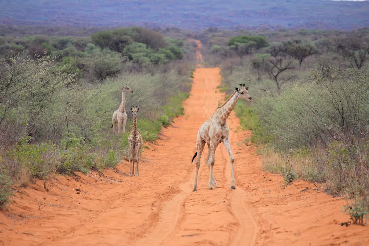 Waterberg Plateau National Park