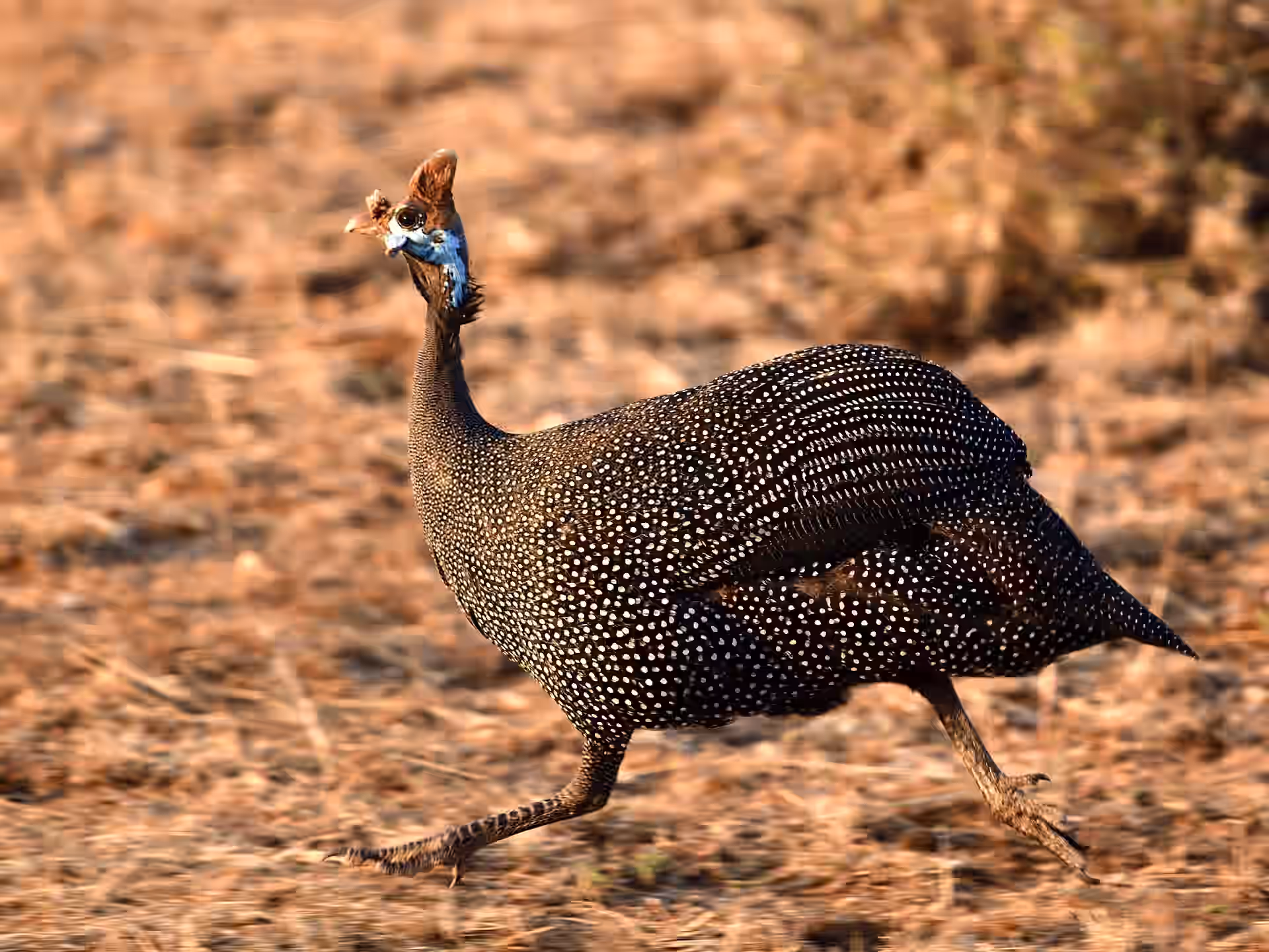 Mkomazi National Park gallery 3