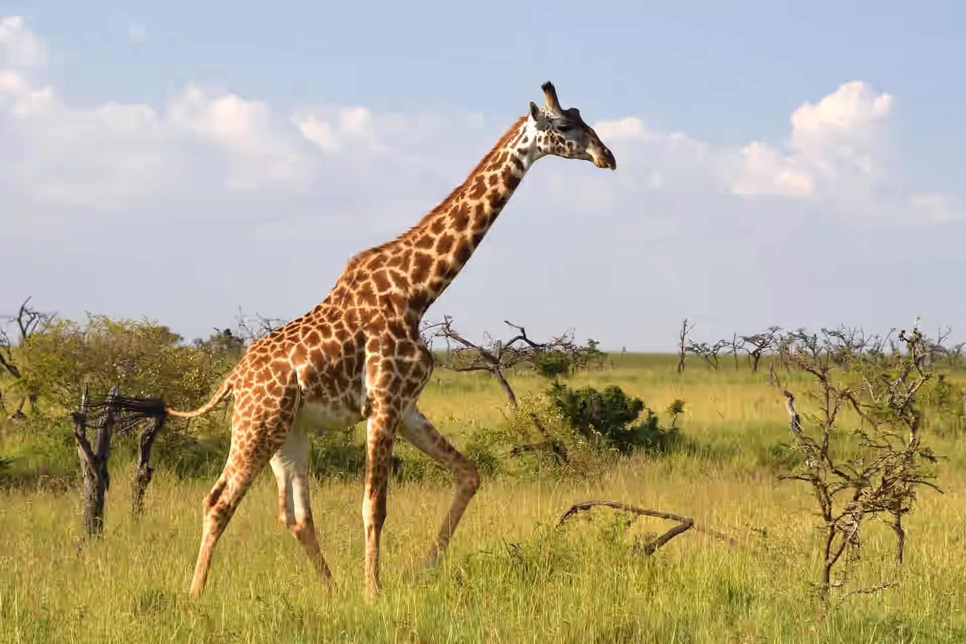 Lake Manyara National Park gallery 0