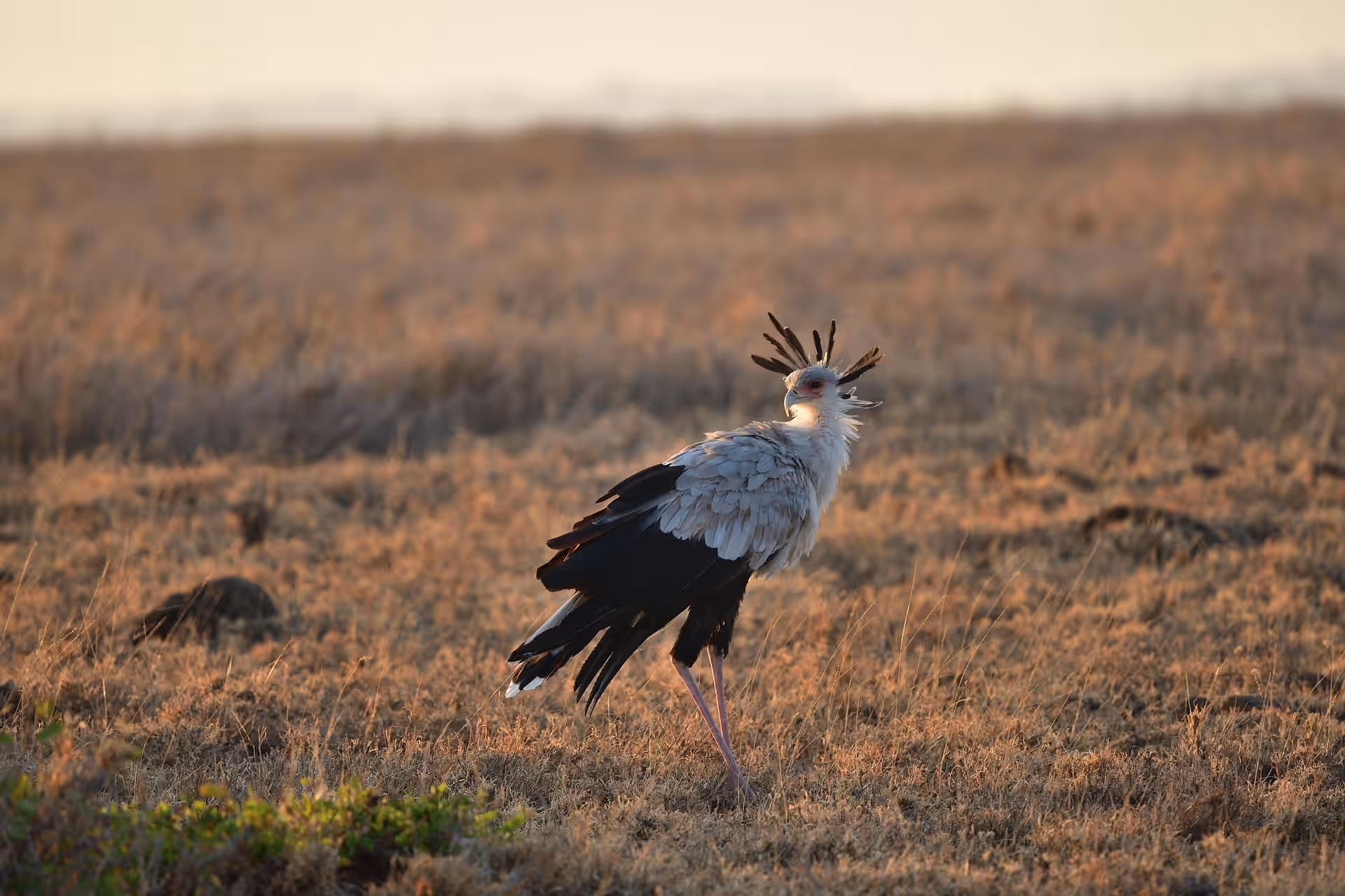 Randilen Wildlife Management Area gallery 3