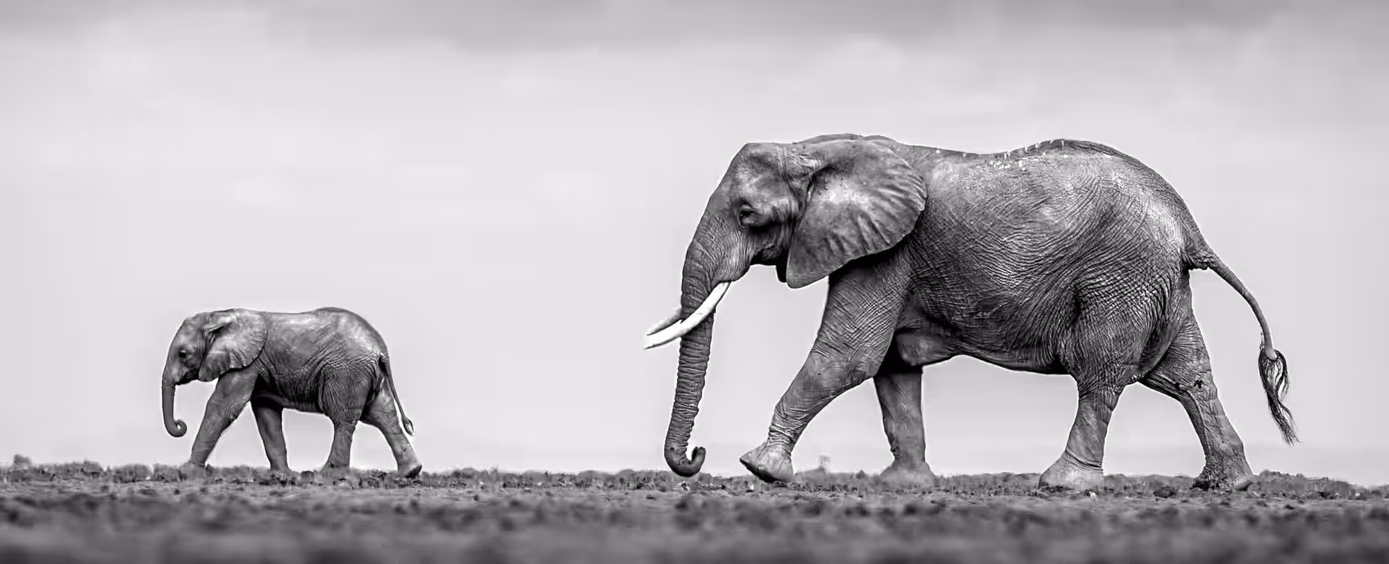Safari Journal