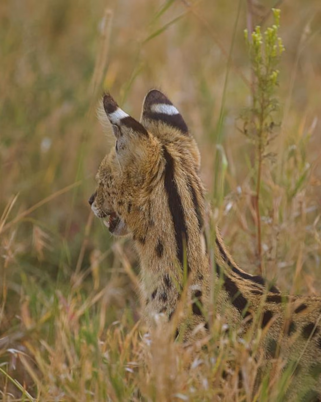 7-Day Northern Tanzania Safari: Drive-In & Fly-Out Experience - 1