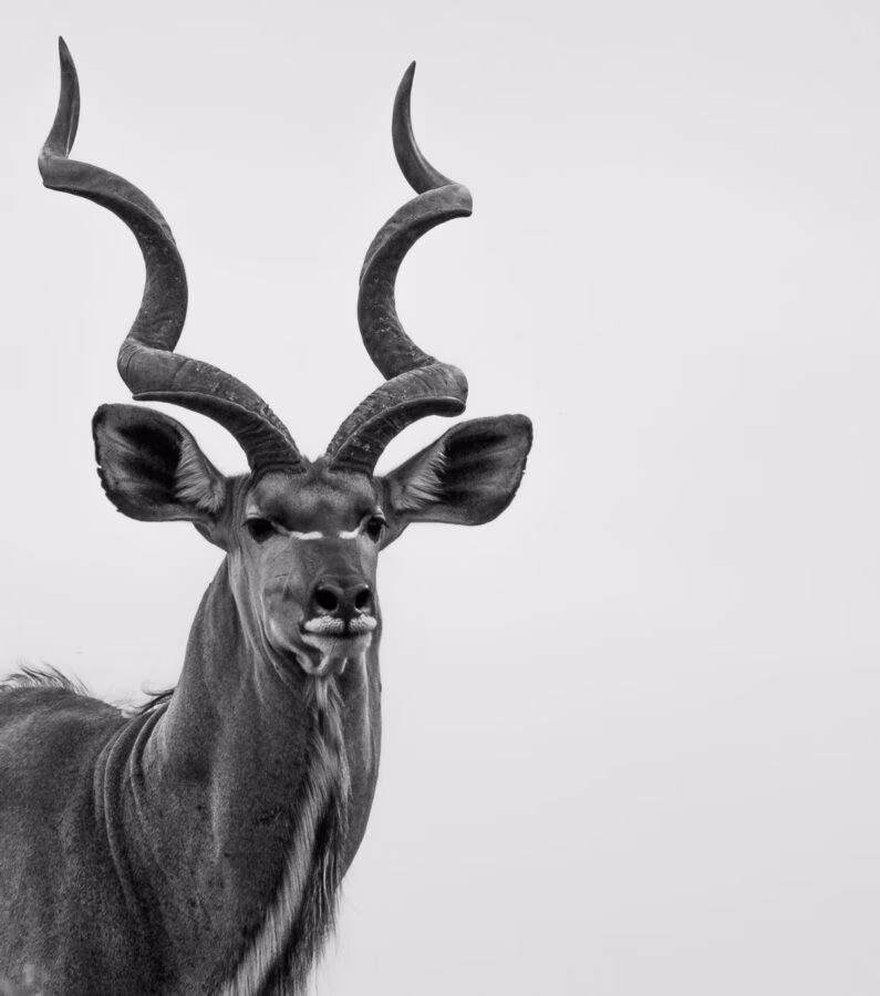 5-Day Sabi Sands and Timbavati All Inclusive Safari - 1