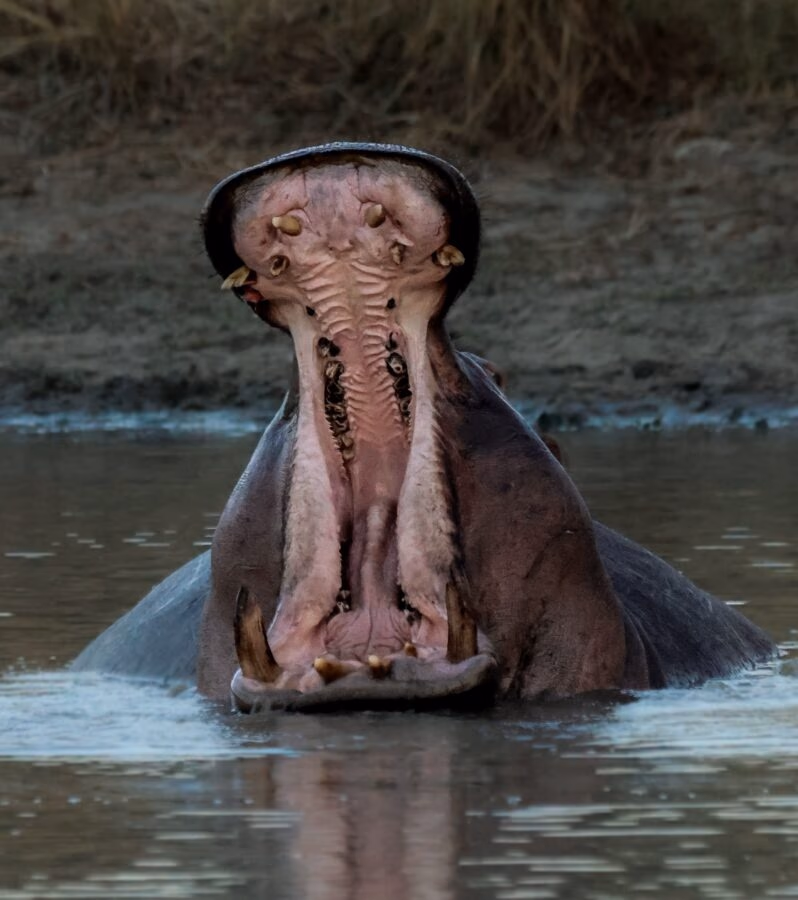 5-Day Sabi Sands and Timbavati All Inclusive Safari - 4
