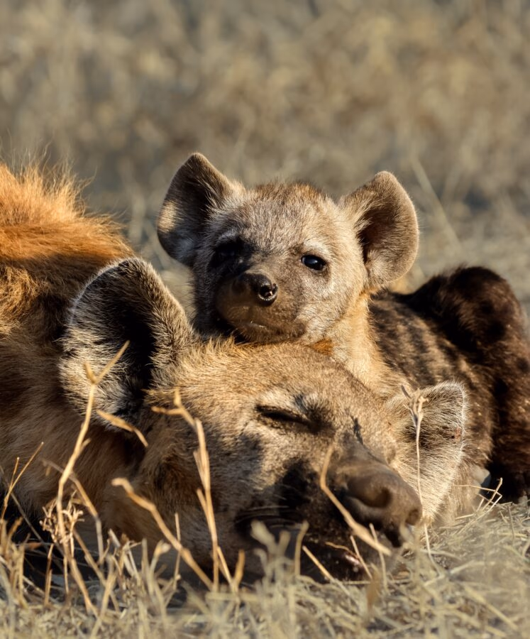 5-Day Sabi Sands and Timbavati All Inclusive Safari - 5