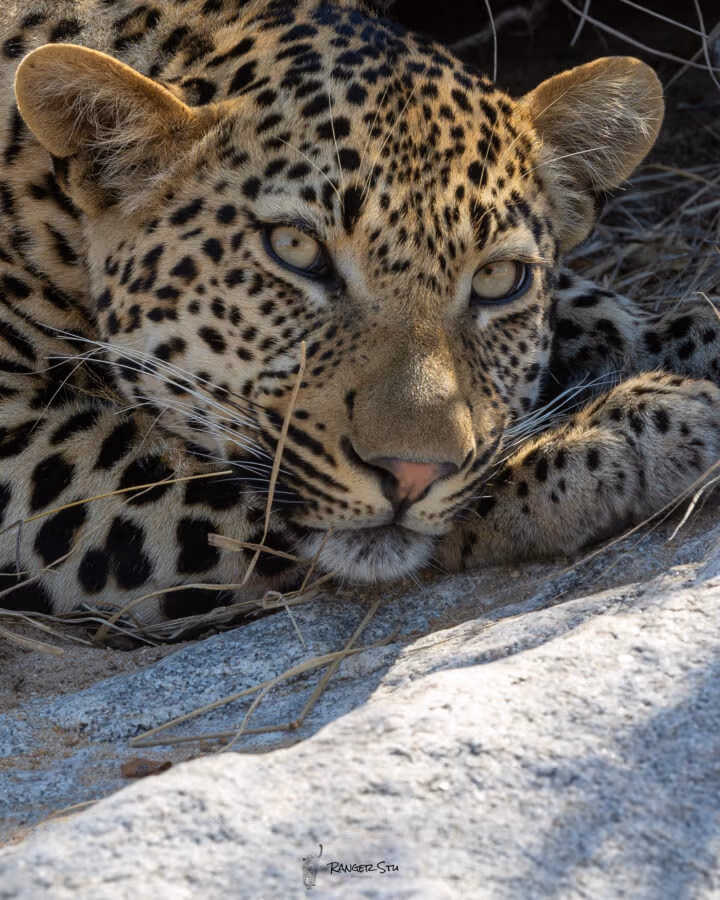 5-Day Sabi Sands and Timbavati All Inclusive Safari - 6