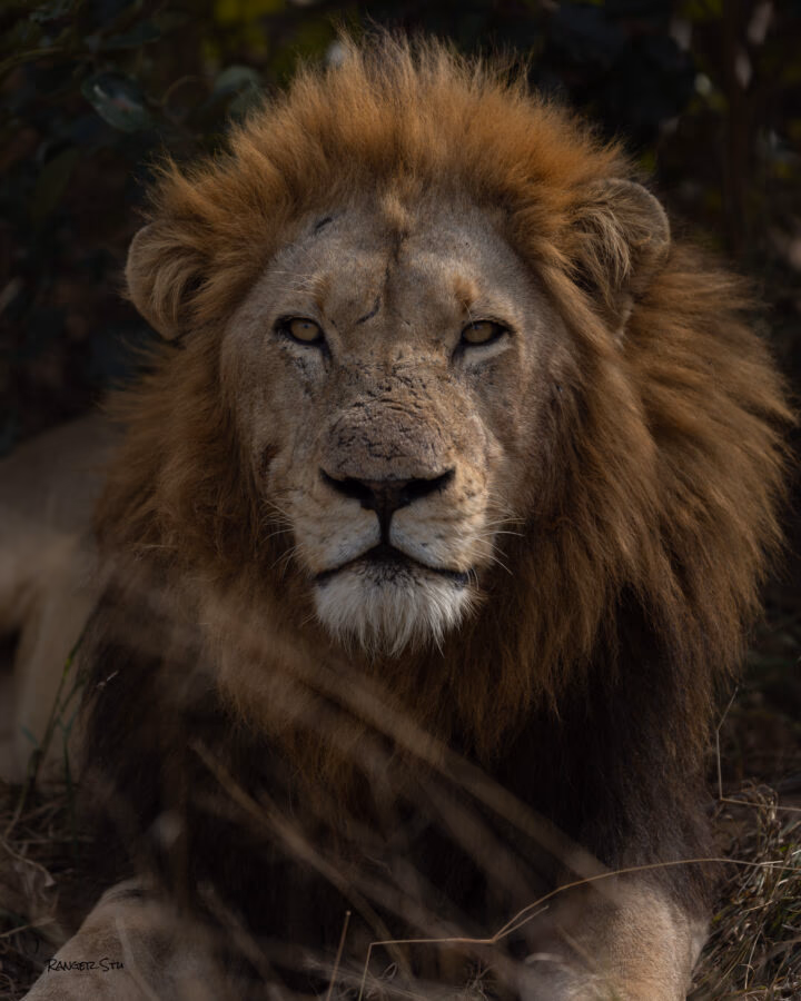 5-Day Sabi Sands and Timbavati All Inclusive Safari - 7