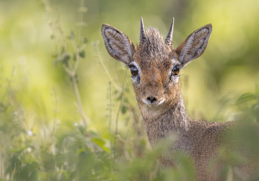 3-Day Ruaha Untamed Luxury Safari - 1