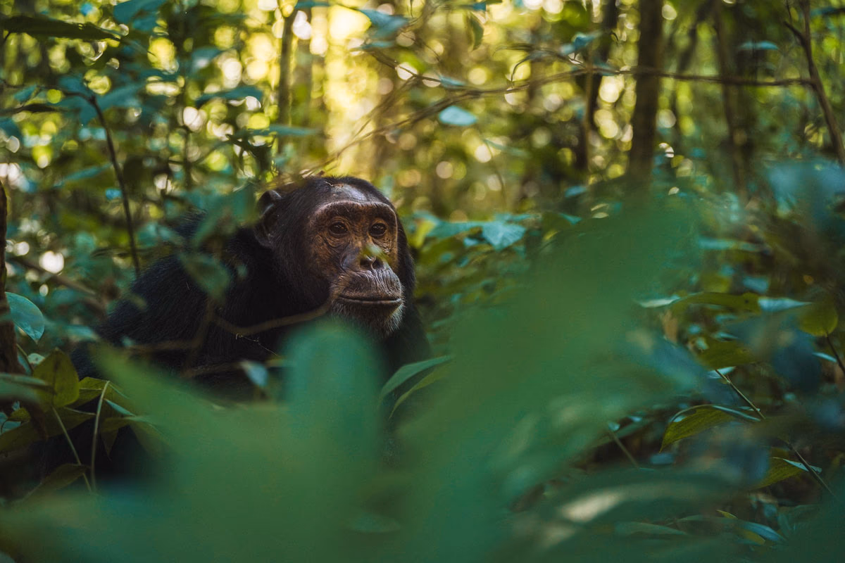 3-Day Gombe Chimpanzee Trekking from Dar Es Salaam - 1