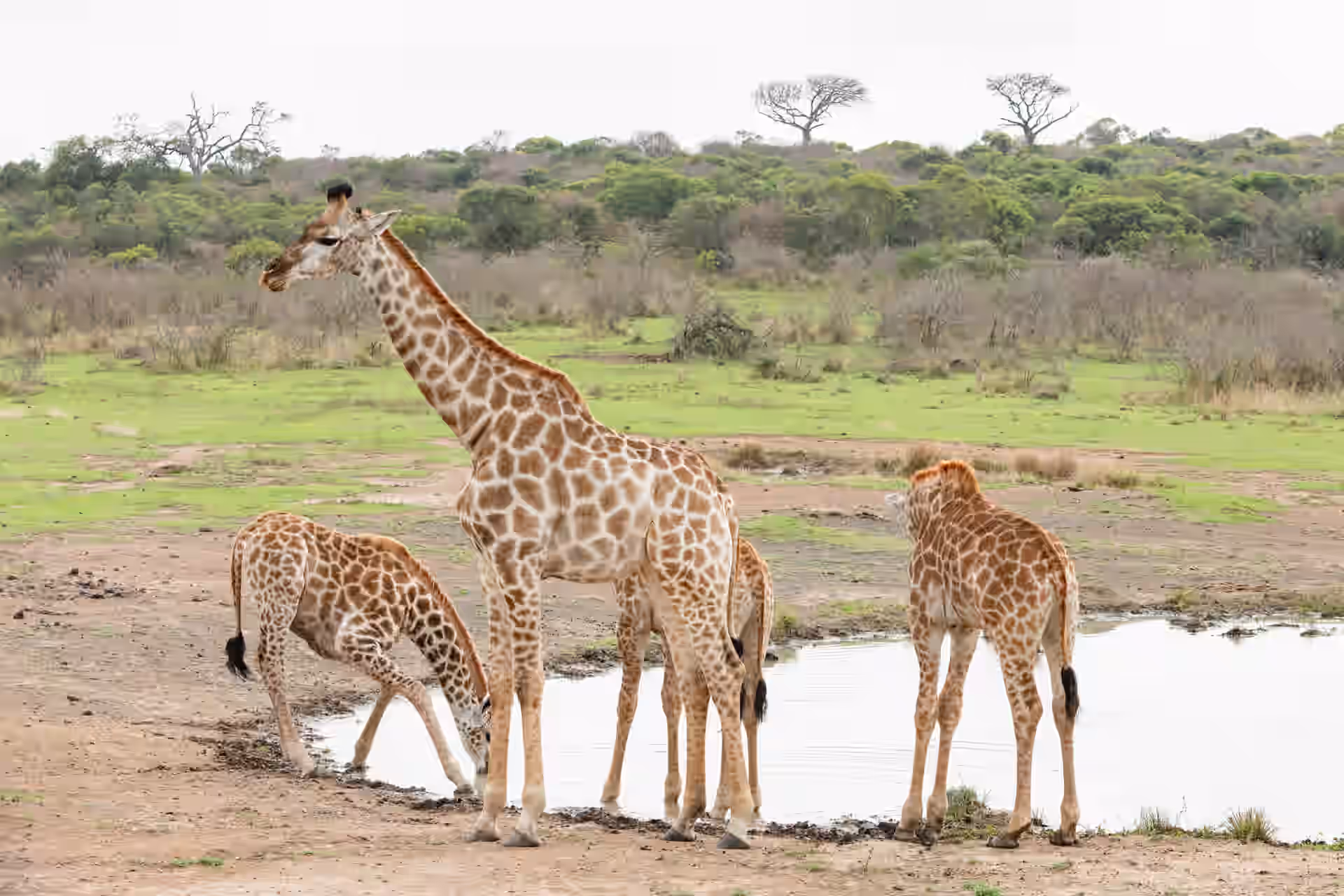7-Day South Africa Safari: Hluhluwe & Elephant Coast Escape - 1