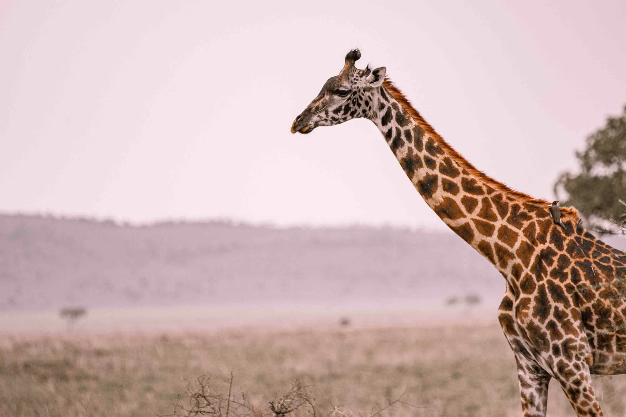 7-Day Northern Tanzania Safari: Drive-In & Fly-Out Experience - 2