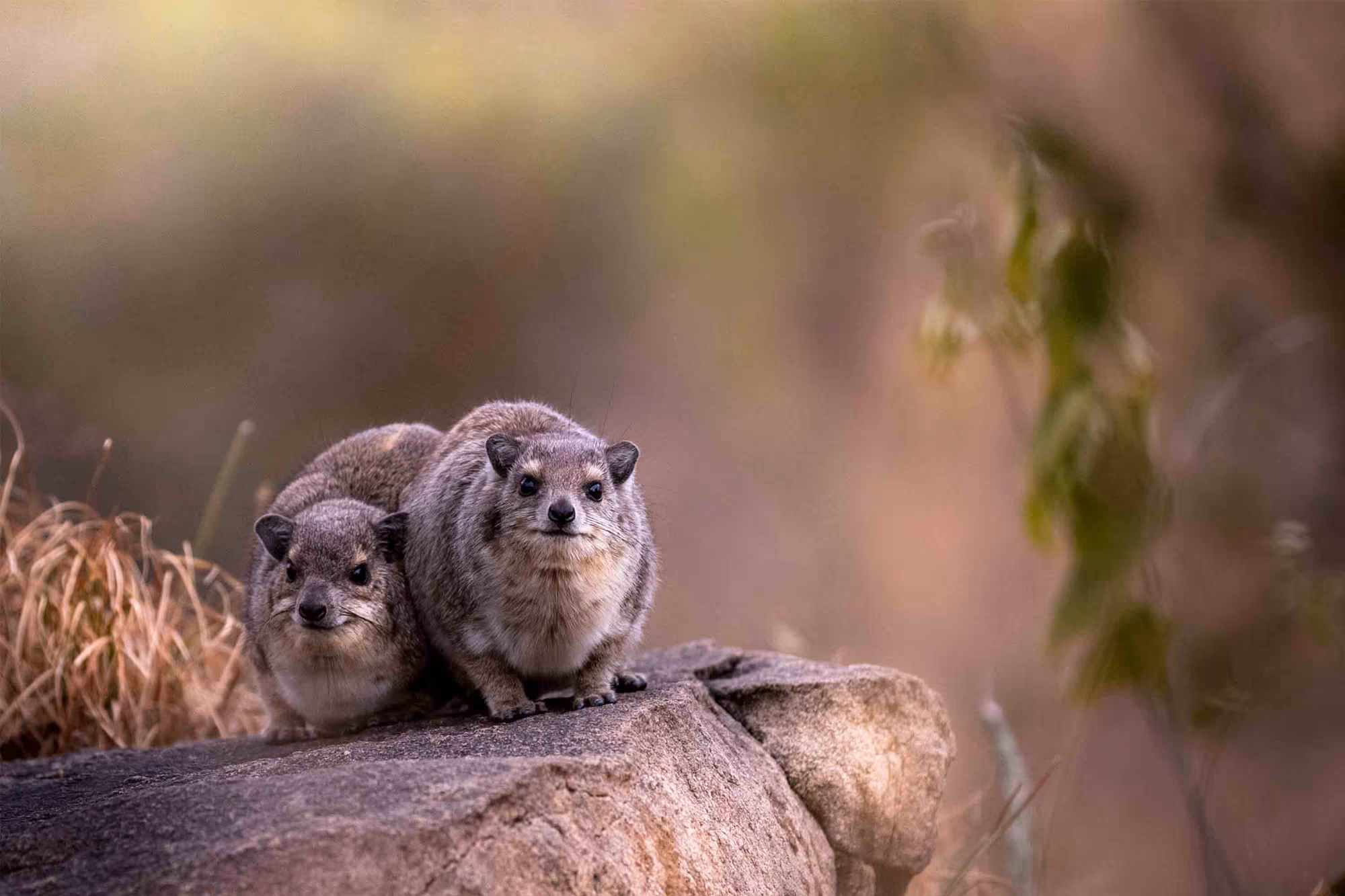 7-Day Northern Tanzania Safari: Drive-In & Fly-Out Experience - 4