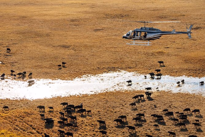 5-Day Moremi Hippo Tented Safari - 1