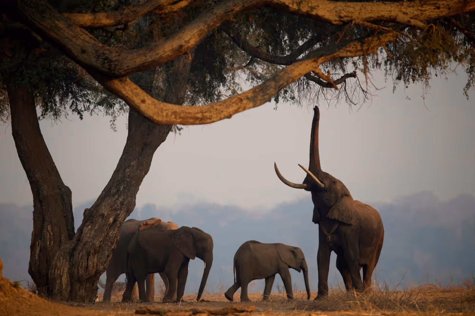 6-Day Fly-In Mana Pools — Authentic Heart of Real Africa - 2