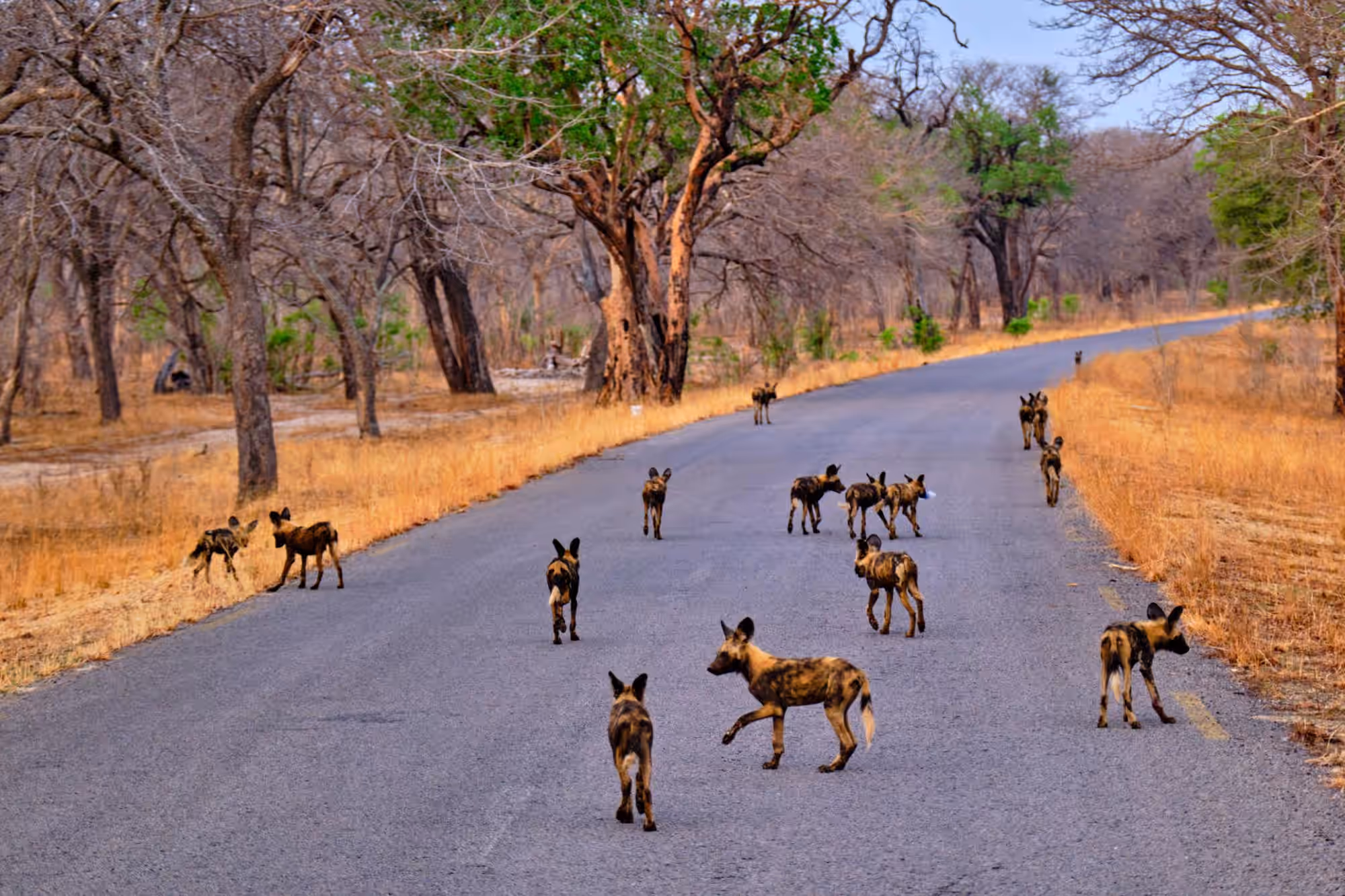 6-Day Affordable Victoria Falls & Hwange NP Experience - 2