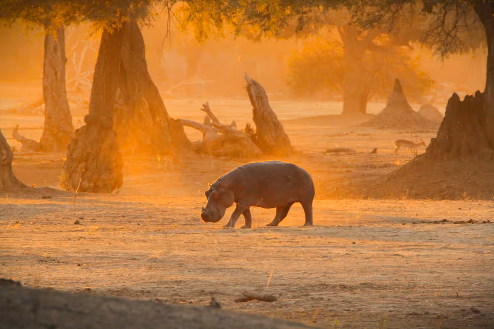 6-Day Fly-In Mana Pools — Authentic Heart of Real Africa - 3
