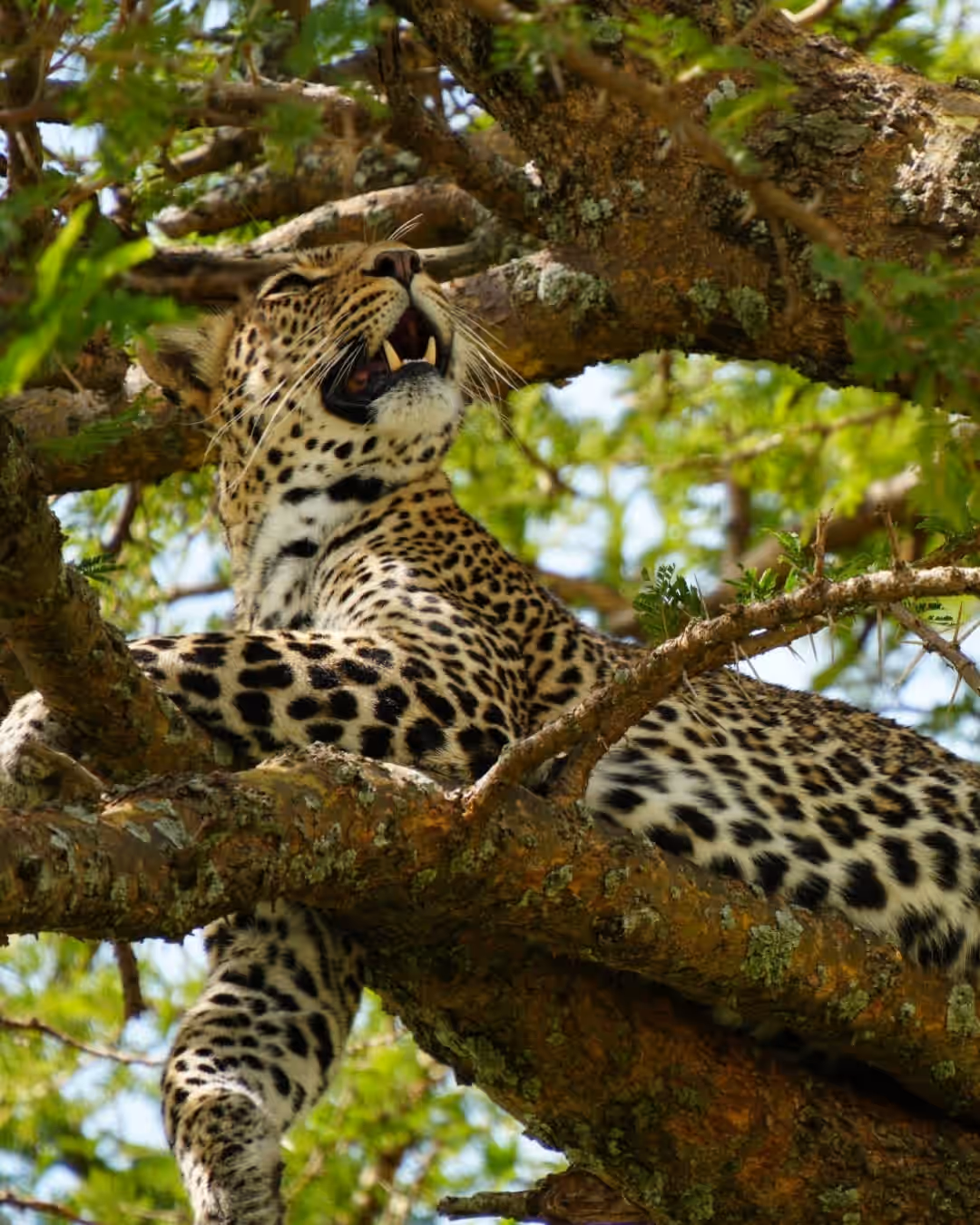 7-Day Northern Tanzania Safari: Drive-In & Fly-Out Experience - 5