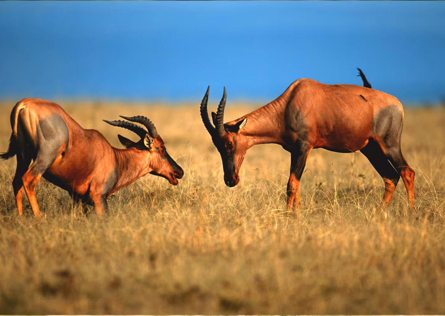 12-Day Rwanda Safari – Beyond: Volcanoes, Nyungwe & Akagera Adventure - 5