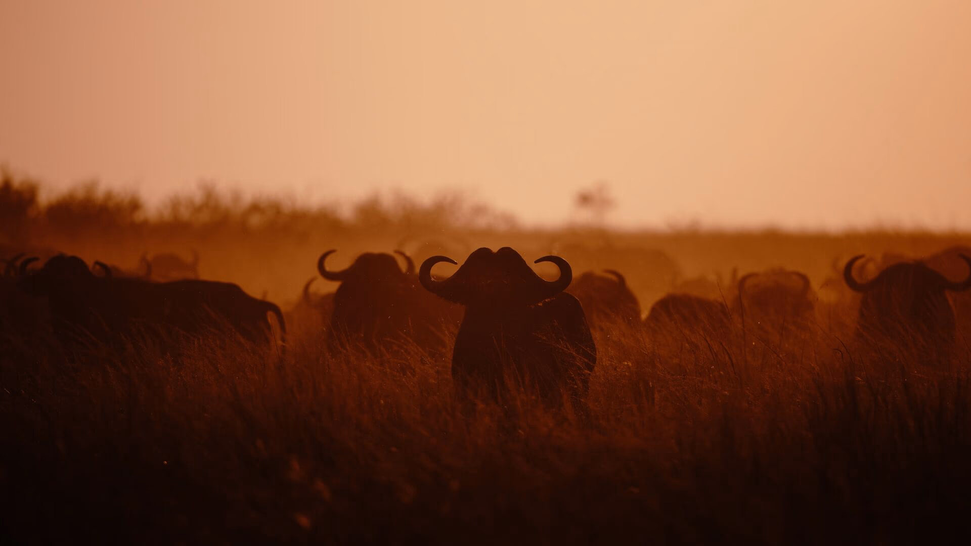 3-Day Luxury Safari Escape: Tanzania’s Iconic Wildlife Experience - 1
