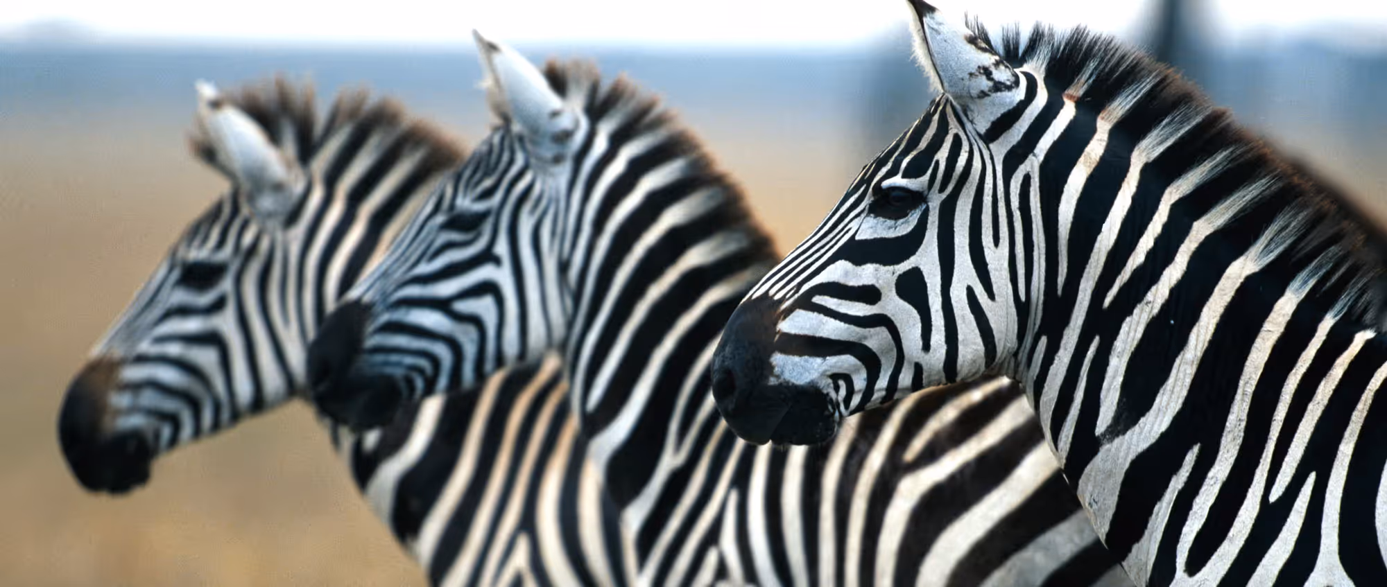 6-Day Roaring Kenya — Mid-Range Safari - 4
