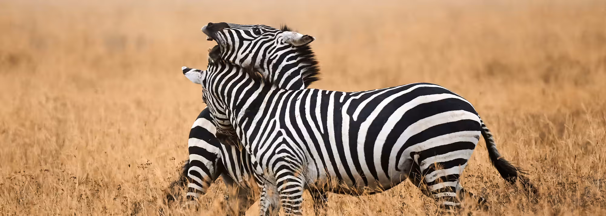 6-Day Rwanda Wildlife, Culture & Lake Kivu Experience - 4