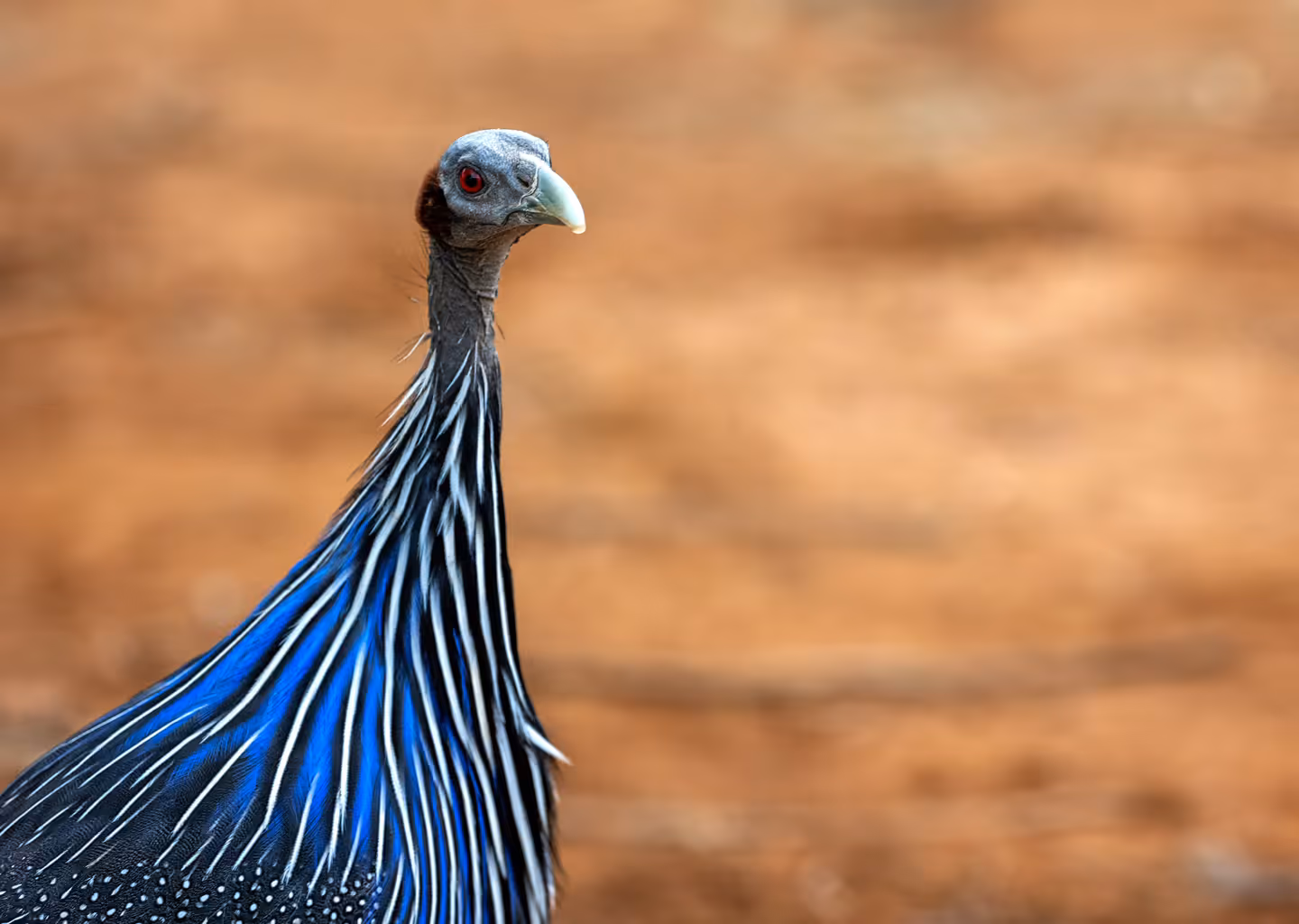 3-Day Wildlife Safari – Akagera National Park - 2