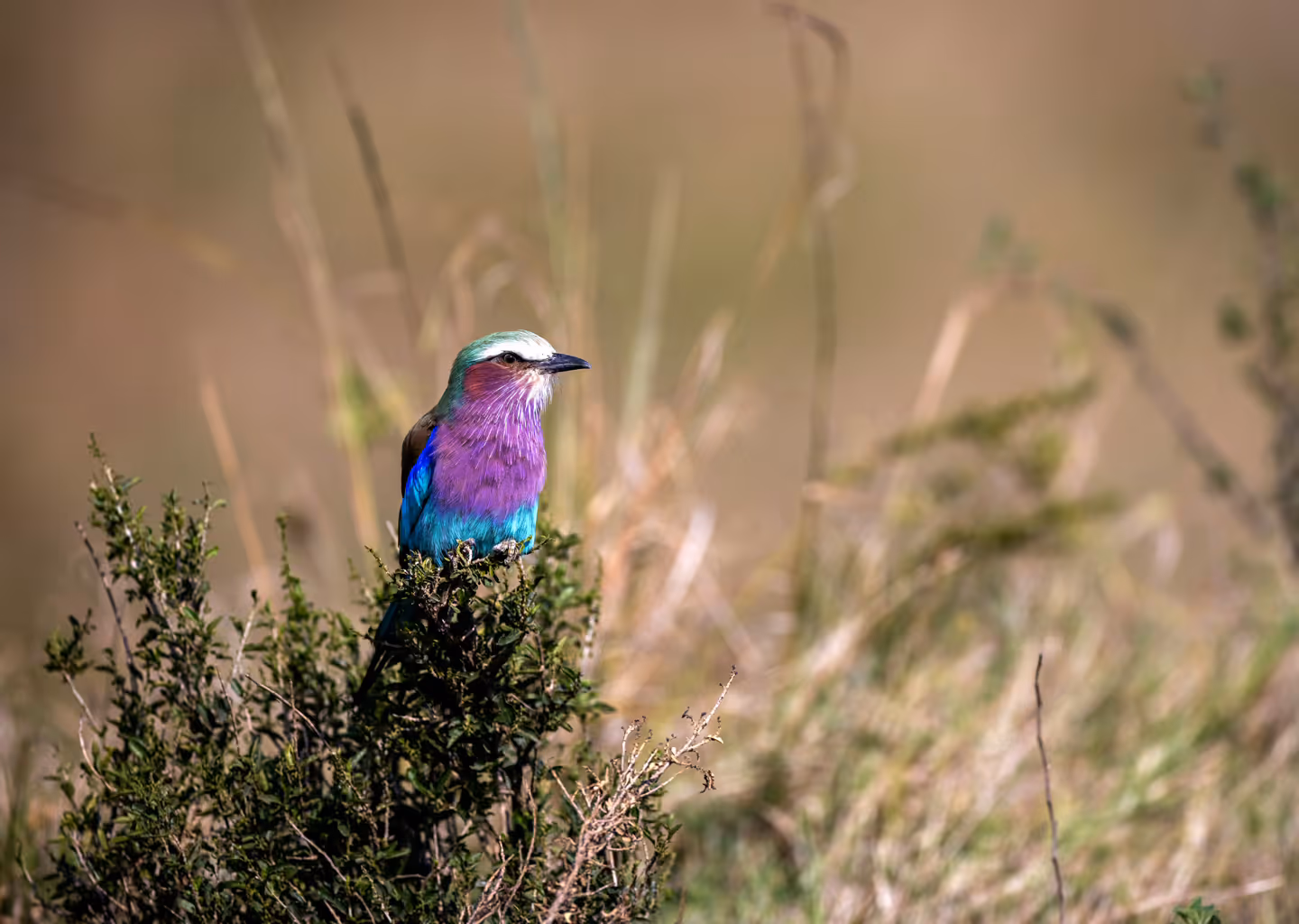 3-Day Wildlife Safari – Akagera National Park - 3
