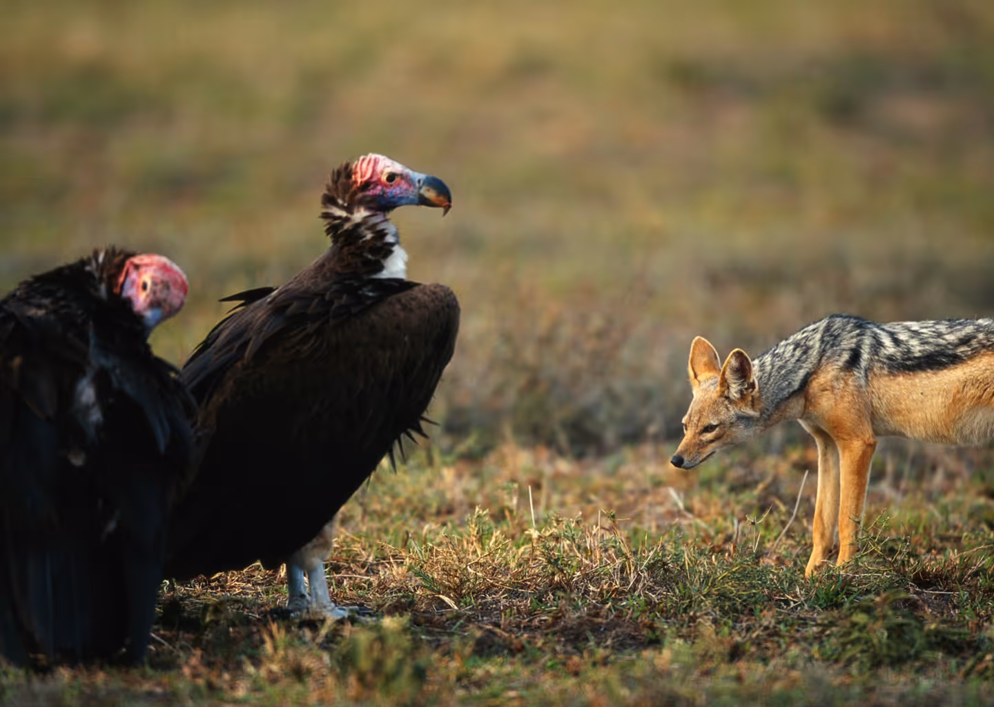3-Day Queen Elizabeth National Park Safari (Uganda) - 5