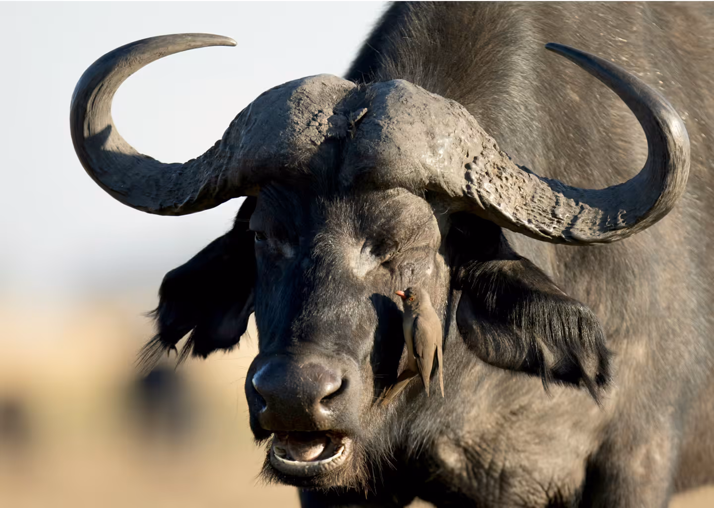 3-Day Big 5 Safari Adventures in Akagera National Park - 1