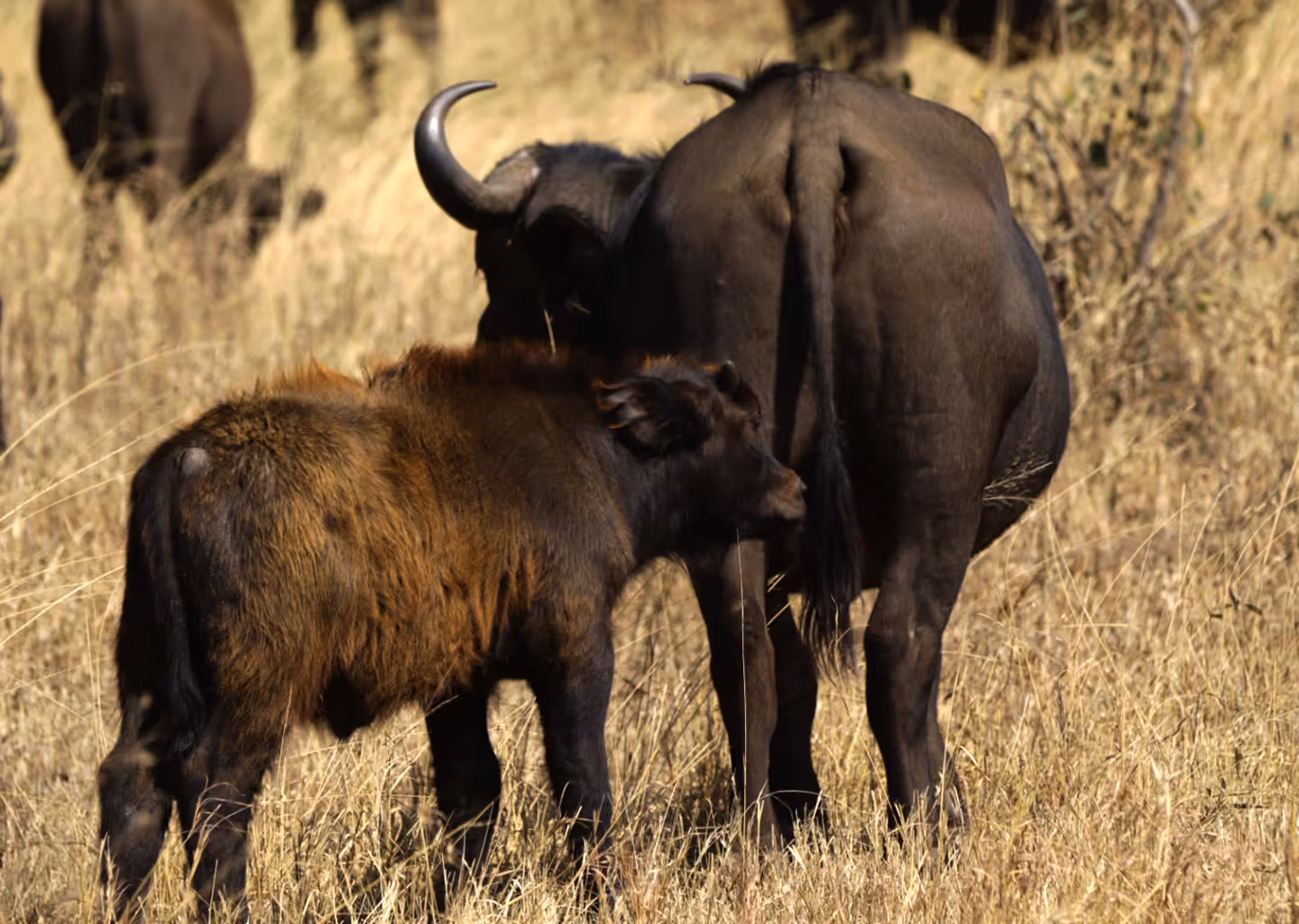 3-Day Big 5 Safari Adventures in Akagera National Park - 2
