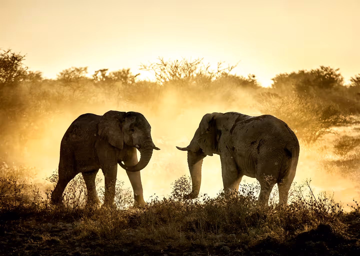 3-Day Ruaha Untamed Luxury Safari - 2