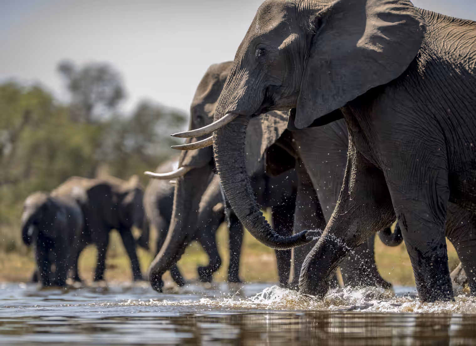 3-Day Luxury Safari Escape: Tanzania’s Iconic Wildlife Experience - 2