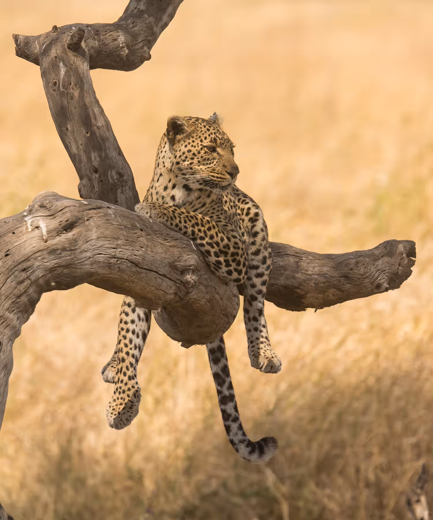 3-Day Ruaha Untamed Luxury Safari - 3