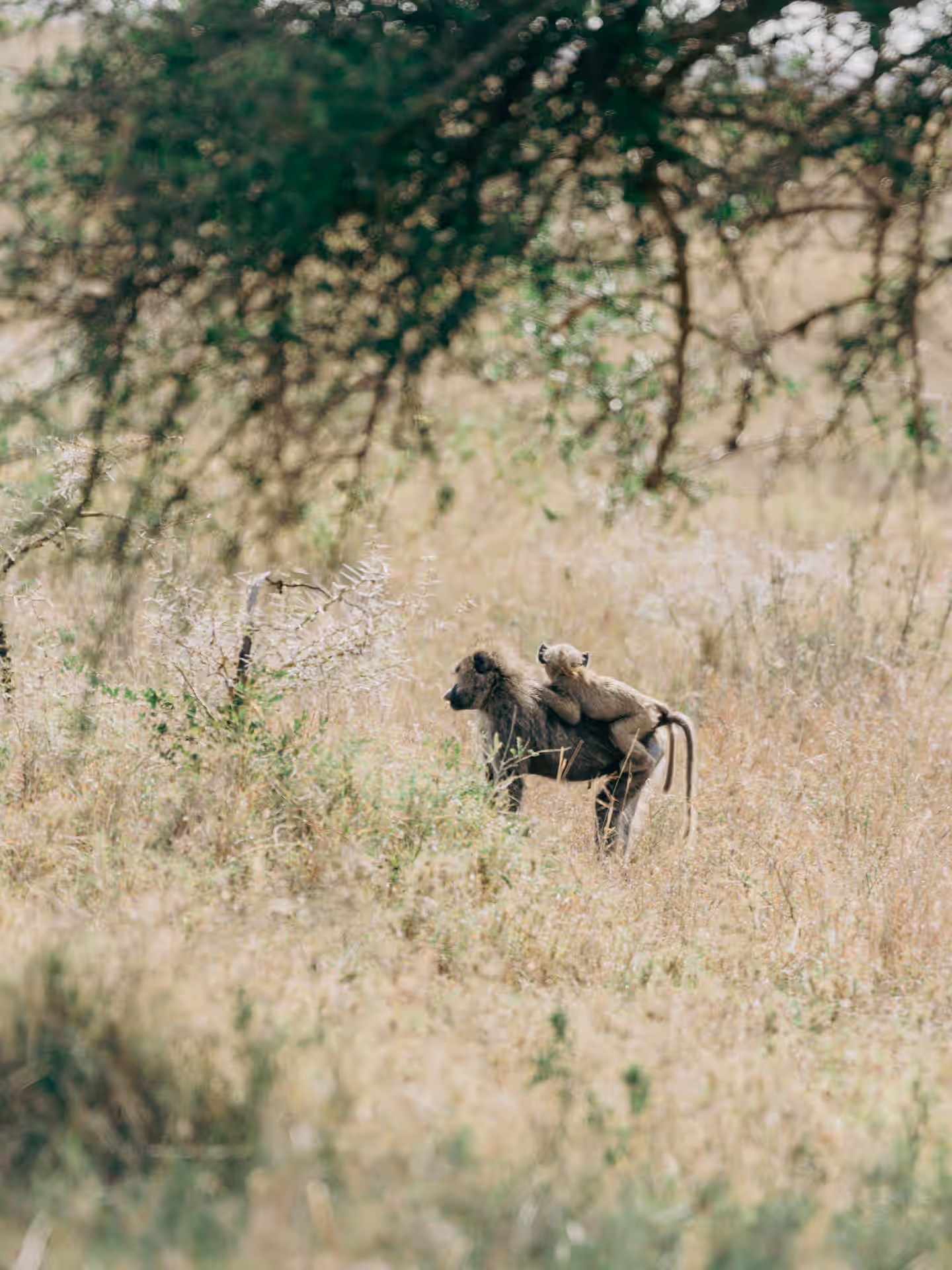 3-Day Luxury Safari Escape: Tanzania’s Iconic Wildlife Experience - 3