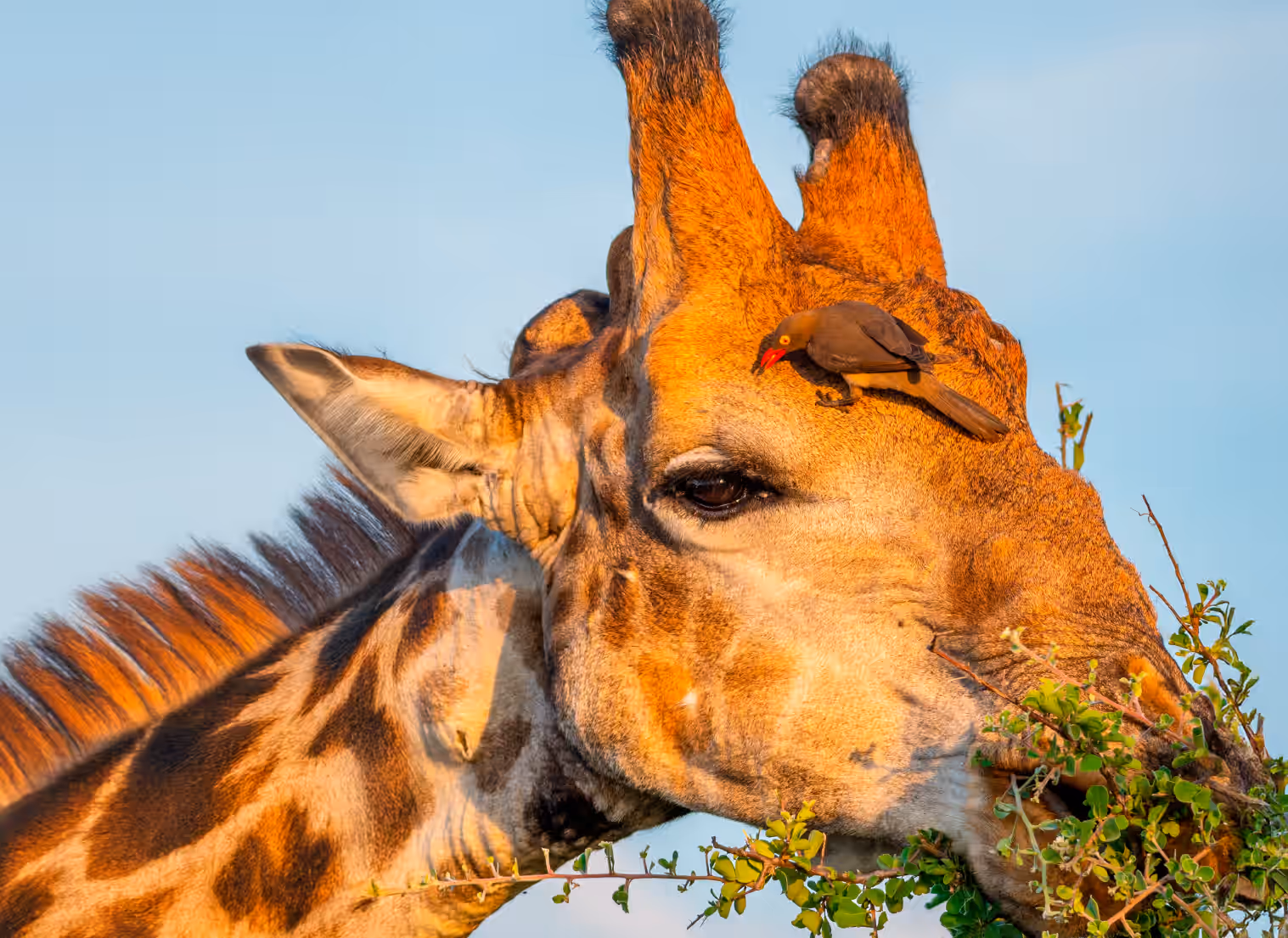 3-Day Luxury Safari Escape: Tanzania’s Iconic Wildlife Experience - 4