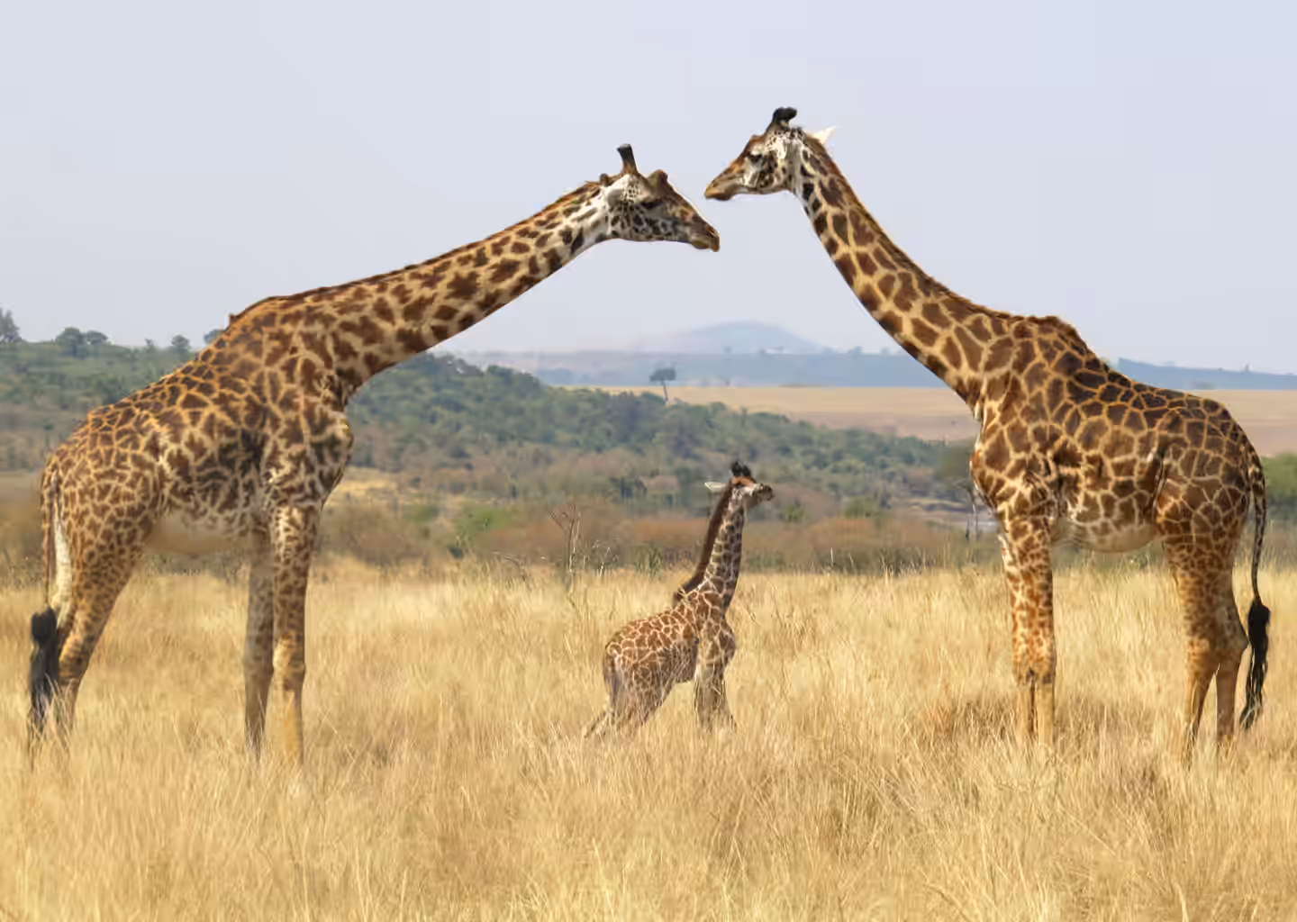 6-Day Roaring Kenya — Mid-Range Safari - 3