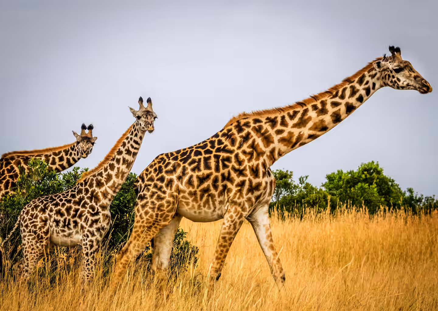 8-Day Wildlife Adventure & Outdoors Activities Mid-Range Safari - 3