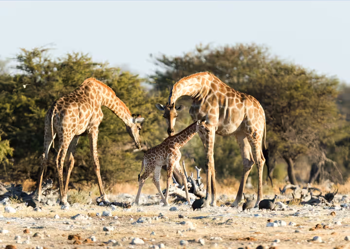 3-Day Big 5 Safari Adventures in Akagera National Park - 3