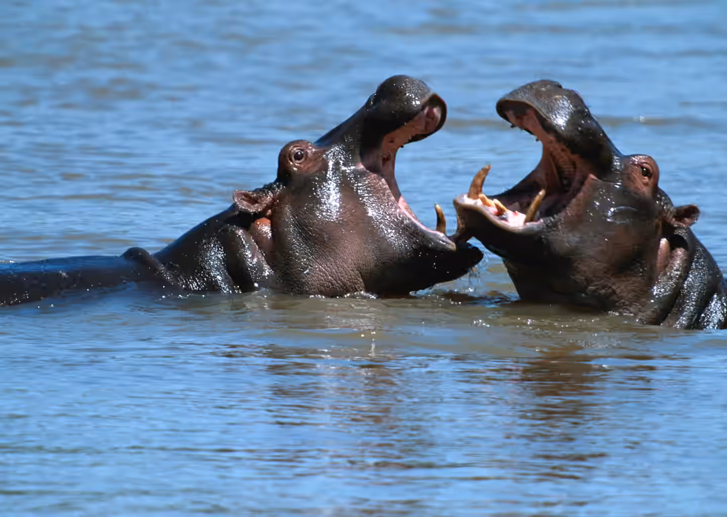6-Day Rwanda Wildlife, Culture & Lake Kivu Experience - 2