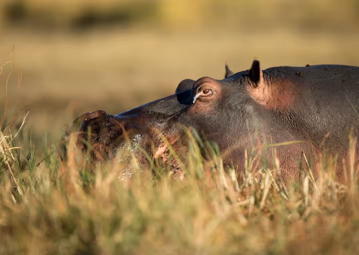 8-Day Wildlife Adventure & Outdoors Activities Mid-Range Safari - 1