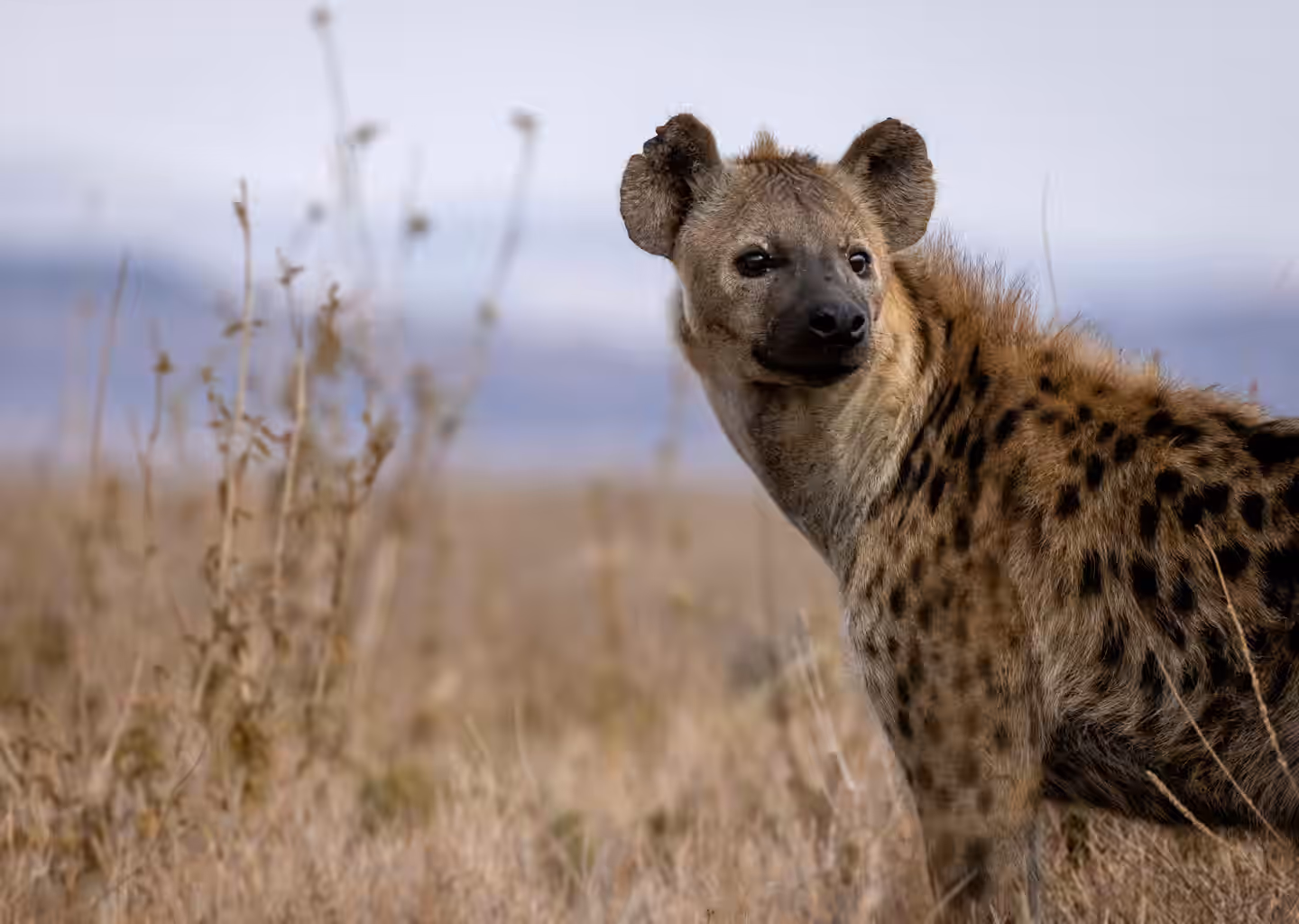 3-Day Queen Elizabeth National Park Safari (Uganda) - 1