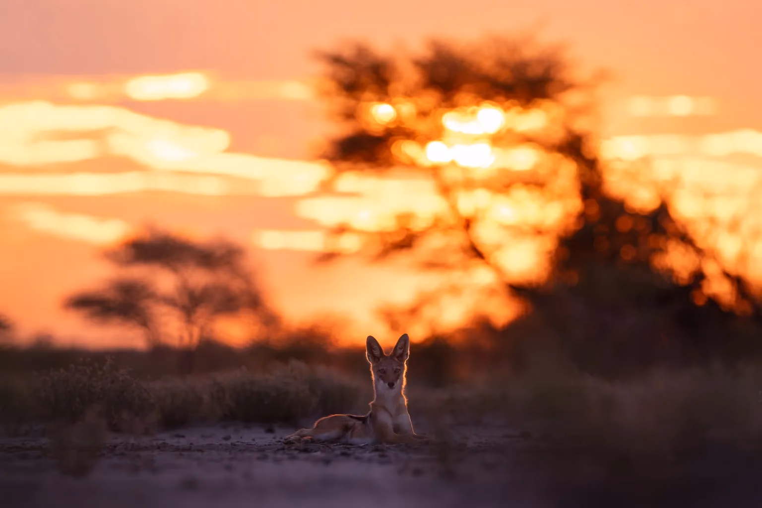 8-Day Classic Namibia Safari - 2