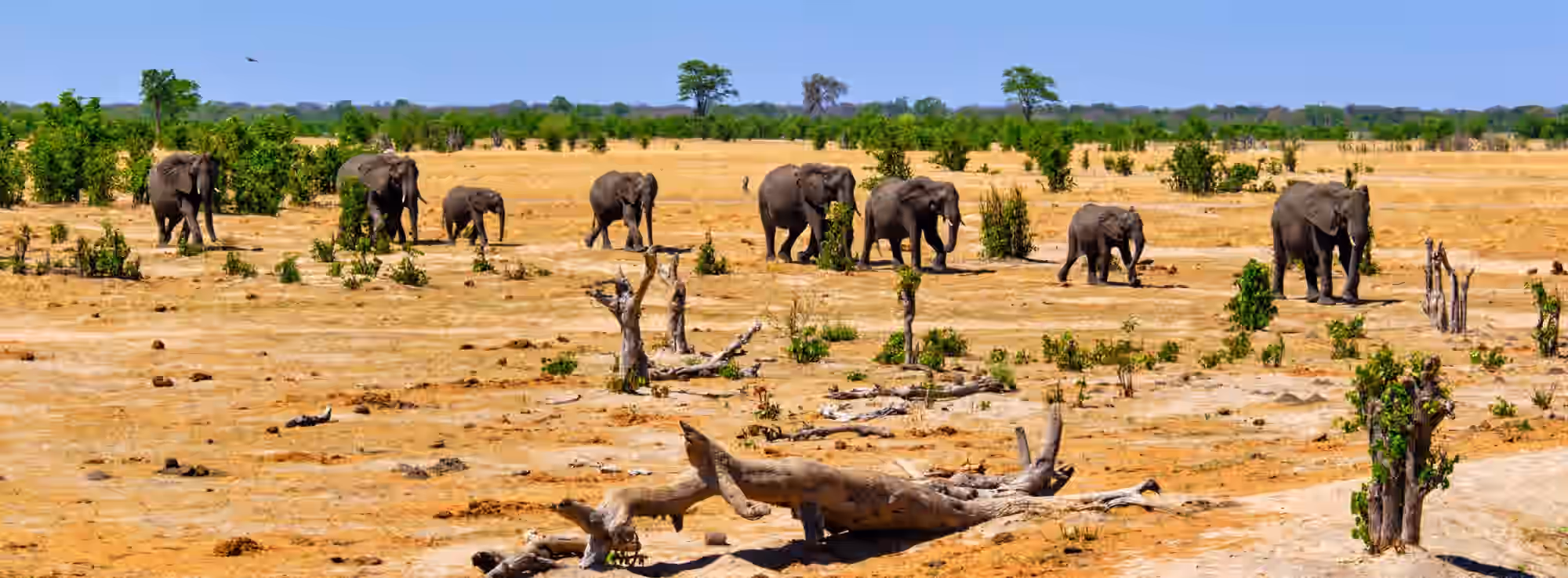 6-Day Affordable Victoria Falls & Hwange NP Experience - 4